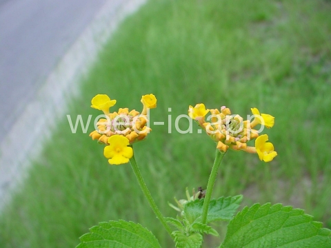 lantana, largeleaf